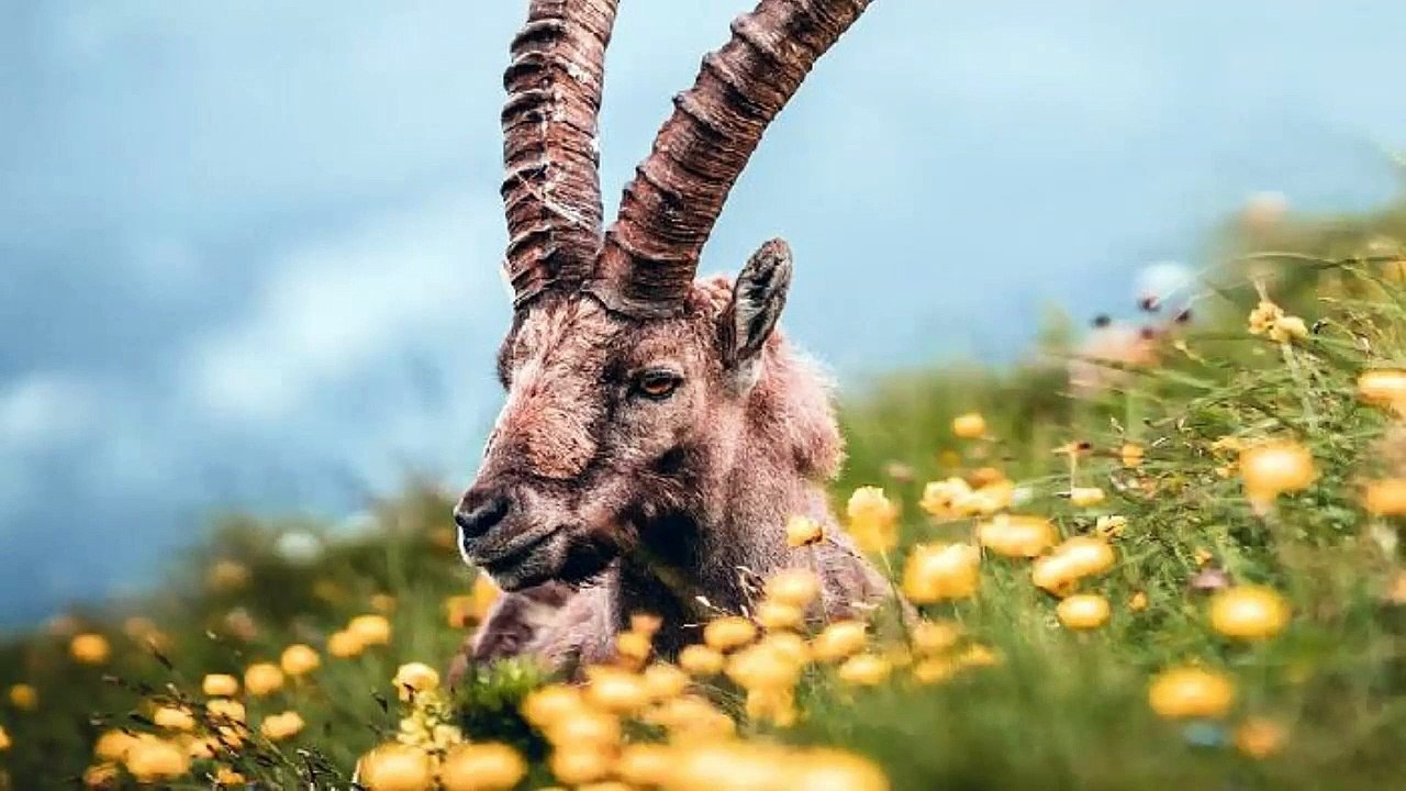 Dans les Pyrénées, un siècle après, le retour des bouquetins_IN