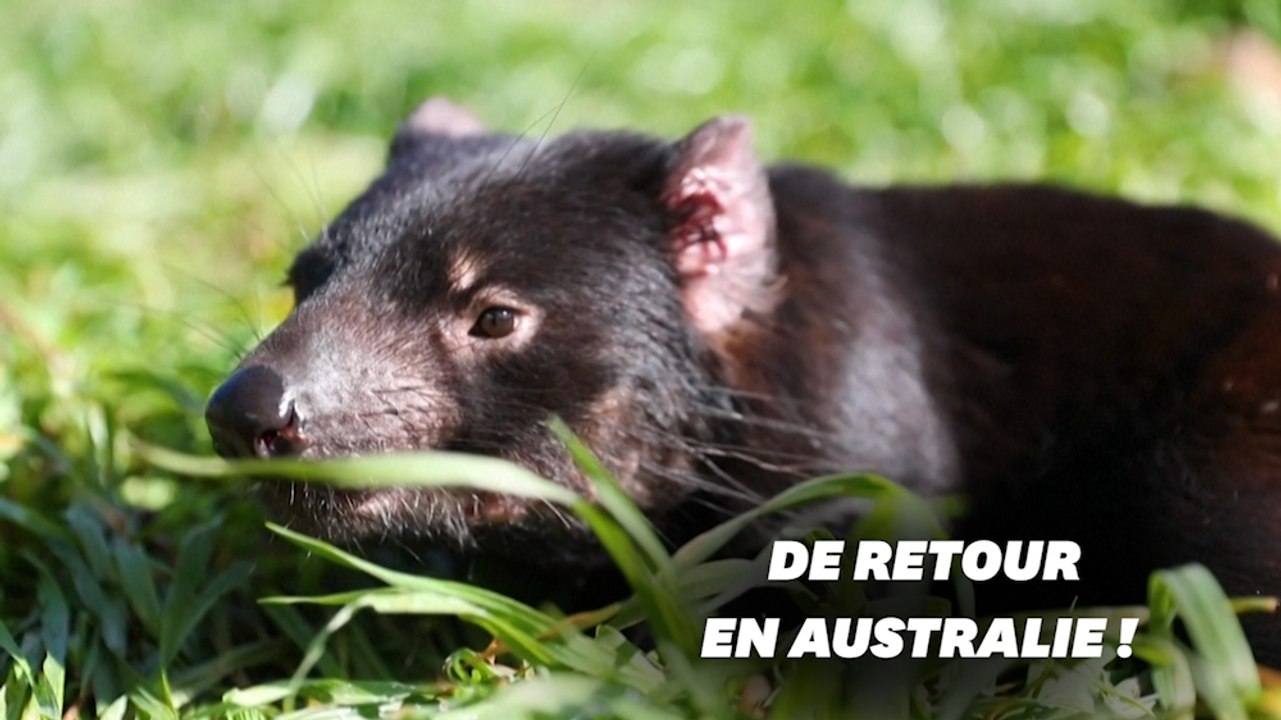 Le diable de Tasmanie de retour en Australie 3000 ans après