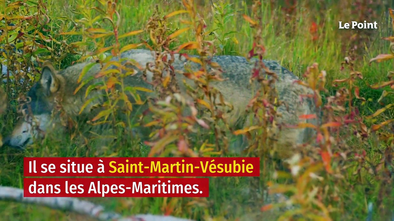 Tempête Alex : les loups du parc Alpha sont-ils toujours en vie ?