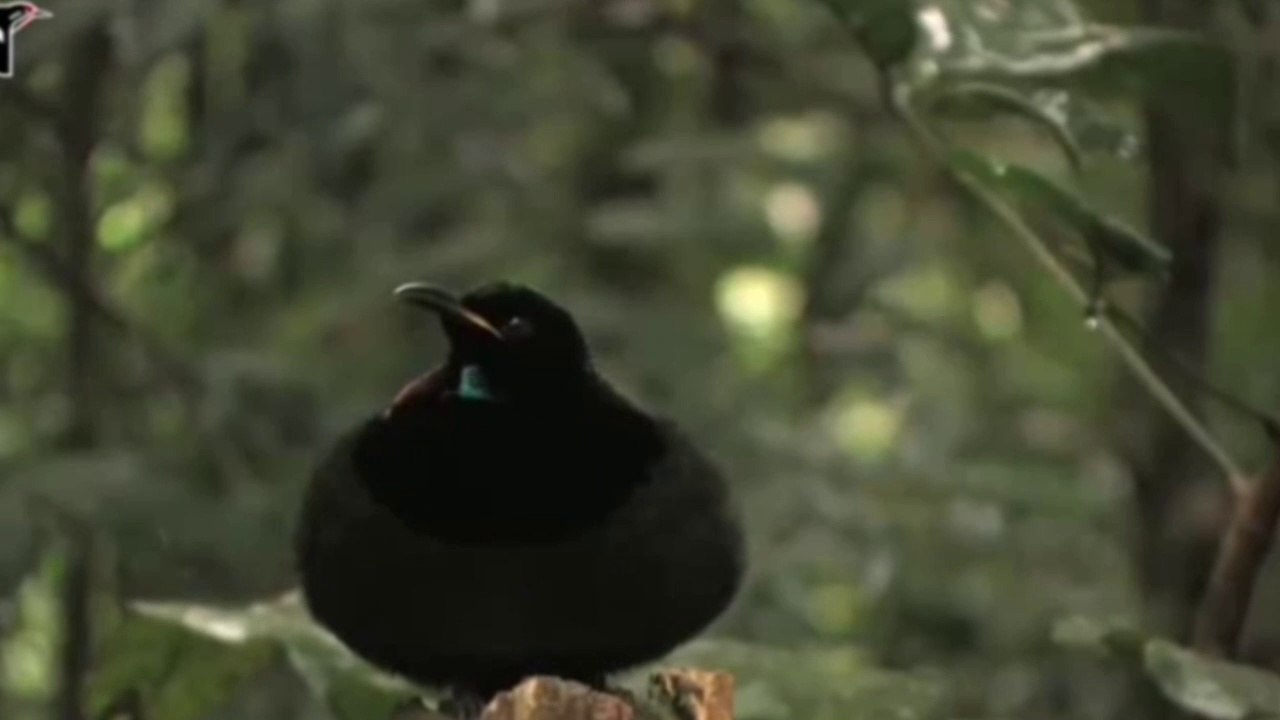 The bird is calling hari om