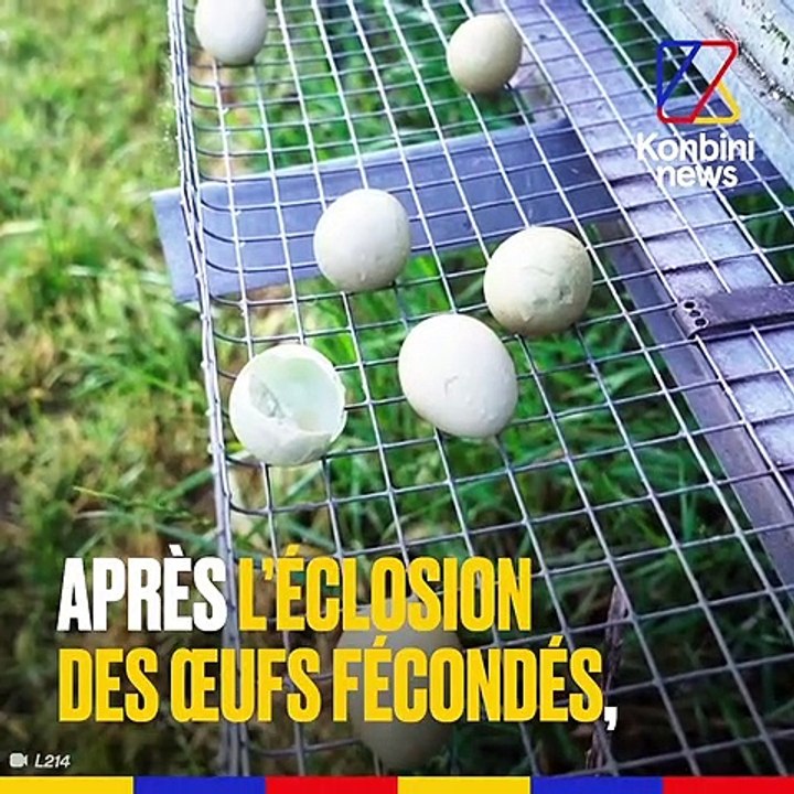 Élevés pour être chassés : le calvaire des fais...