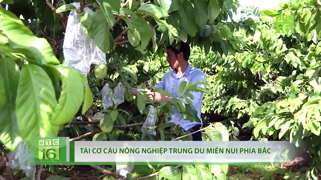 Trung du miền núi phía Bắc chuyển đổi 250.000 ha cây ăn quả | VTC16