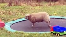 Un mouton découvre les joies d'un trampoline