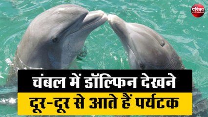 डॉल्फिन के करतब को देखने दूर-दूर से चंबल आते हैं पर्यटक