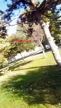 Andria: ancora grosso ramo caduto in villa