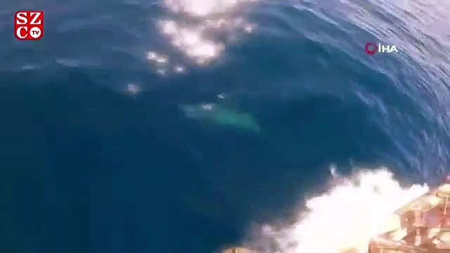 Tekneyle birlikte yüzen yunuslar renkli görüntüler oluşturdu