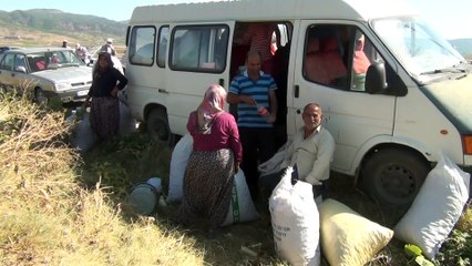Gaziantepli biber üreticisi tarladaki ikincil ürünü vatandaşlara bıraktı