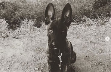 Channing Tatum adopts puppy