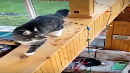 Funny animals ,monkey play with  rooster