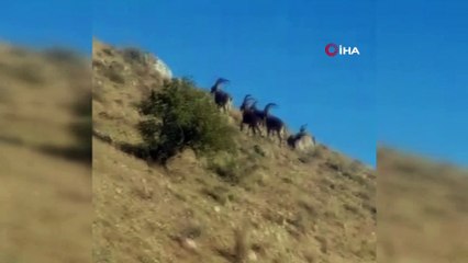 Nadir görülüyordu, sürü halinde görüntülediler