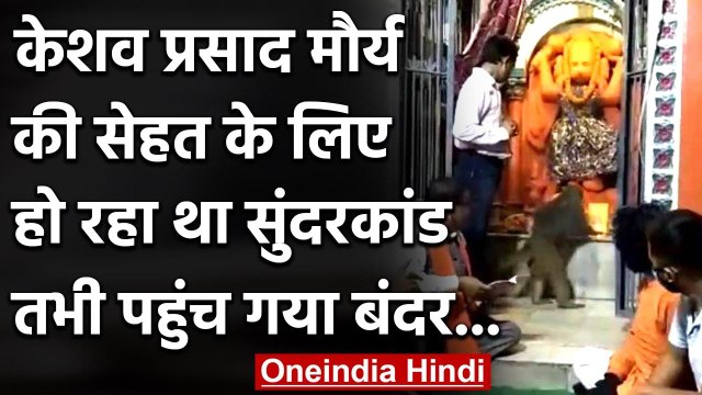Viral Video: Keshav Prasad Maurya के लिए हो रहा था सुंदरकांड, और पहुंच गया बंदर फिर | वनइंडिया हिंदी