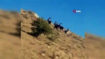 Sivas’ta Çengel Boynuzlu dağ keçileri sürü halinde görüntülendi