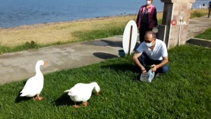 Burhaniye’de sahipsiz kazlar mahallenin maskotu oldu