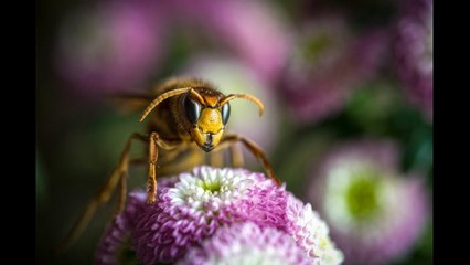 Portuguese man killed by murder hornets | Moon YV news