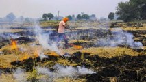 Over 700 stubble burning cases spotted by satellite in Punjab and Haryana