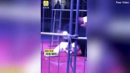 Sirkte gösteri yapan ayı terbiyesine saldırdı