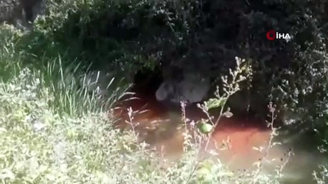 Bursa Kocasu deresinde çevre felâketi