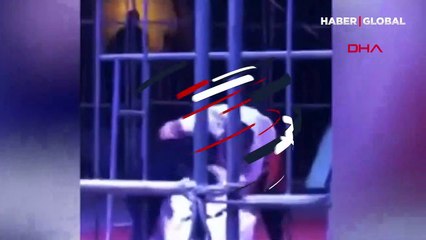 Çin'de 200 kiloluk Ayı, terbiyecisine böyle saldırdı