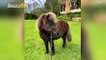 Dogs Become Best Friends With Neigh-Bor: A Miniature Horse