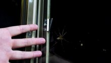 Big Spider in Japan