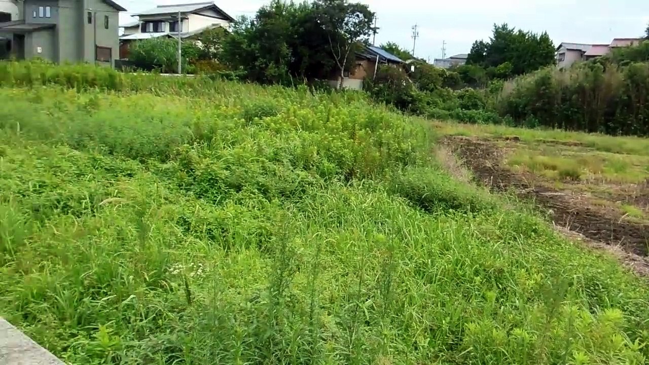 American Crayfish in Japan