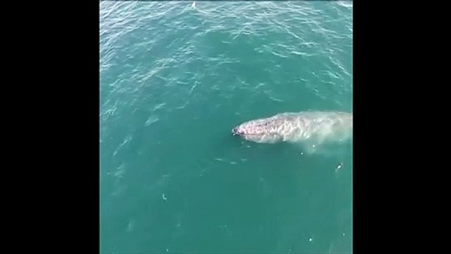 Cette baleine expulse un jet d'eau et crée un magnifique arc-en-ciel
