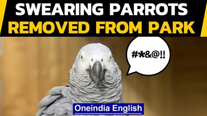 England: 5 Parrot who used foul language at visitors removed from the  wildlife park|Oneindia News - video Dailymotion