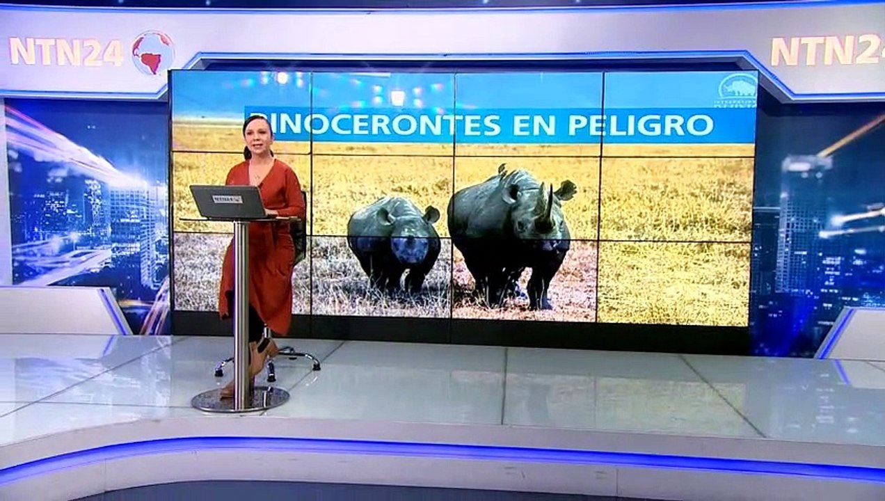 Continúa lucha internacional por salvar a los rinocerontes de la extinción