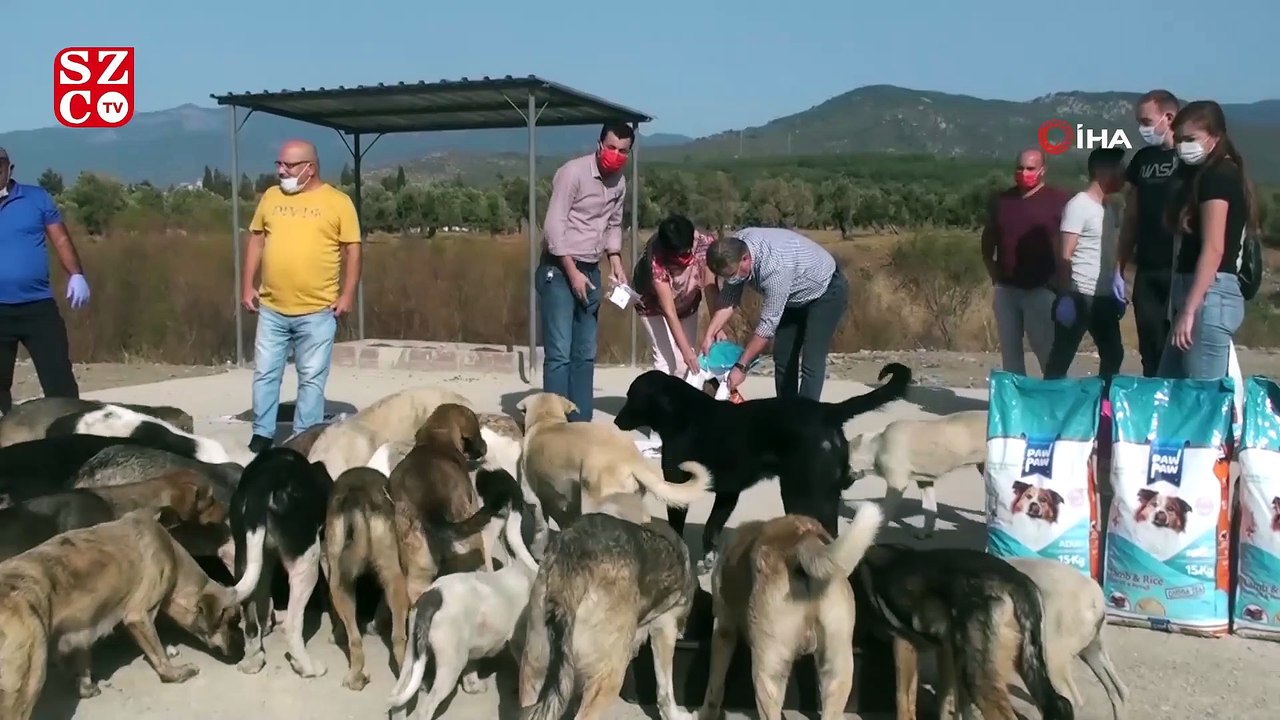 Edremit Belediyesi sokak hayvanlarının yanında