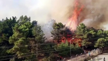 Orman yangını söndürüldü (2) - KOCAELİ