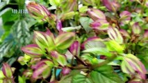 Jardinería | Recomendaciones para evitar plagas en nuestras plantas - Nex Panamá
