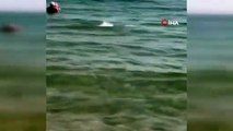 Sahile kadar gelen yunuslar turistlerle birlikte yüzdü