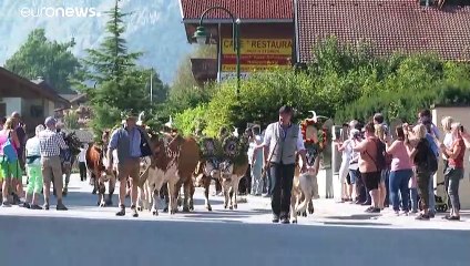 Tirolo: il rito della transumanza è un richiamo turistico