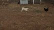 Pug Loves Chasing Chicken