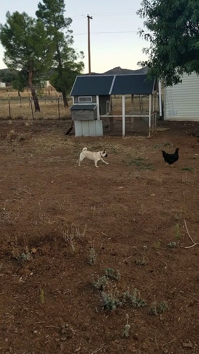Pug Loves Chasing Chicken