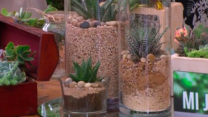 bd-centros-de-mesa-con-suculentas-051020