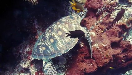 What If The Earth Picks Up A Second Moon?