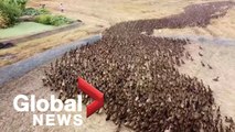 Drone footage follows 10,000 ducks “cleaning” rice paddies in Thailand