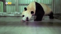 Giant Panda Cares for Newborn Cubs Moments After Giving Birth