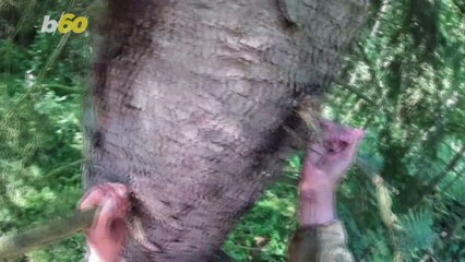 Bird Expert Creates Nearly 700 Faux Nests at Incredible Heights in the Name of Preservation