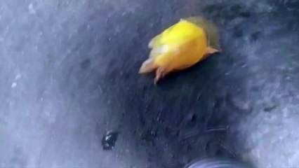 See This ‘Rarity in a Half Shell’ as Fisherman Finds a Very Special Kind of Turtle