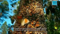 Usando un dron disfrazado de colibrí graban a millones de mariposas monarca en México