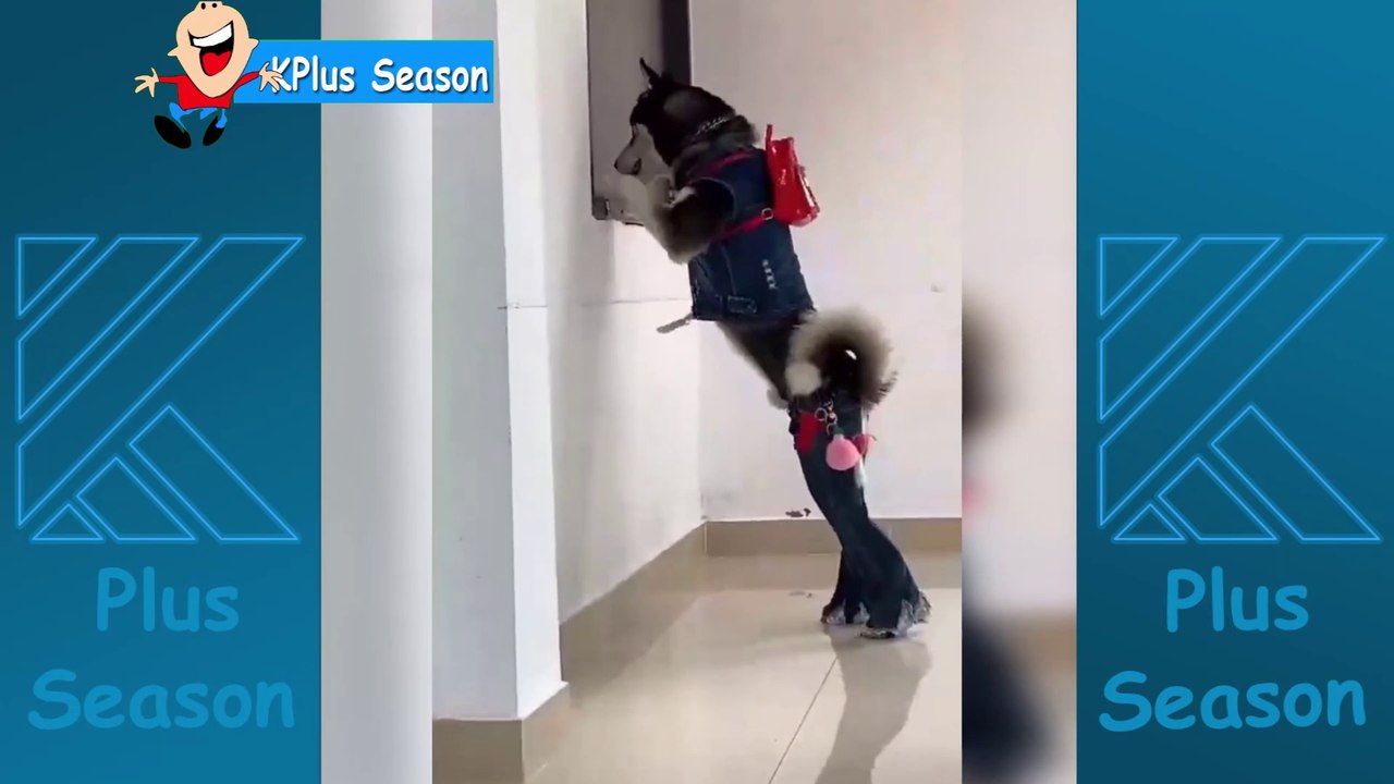 Most Popular Funny Dog Video Compilation 2 | Funny Pet Videos 2