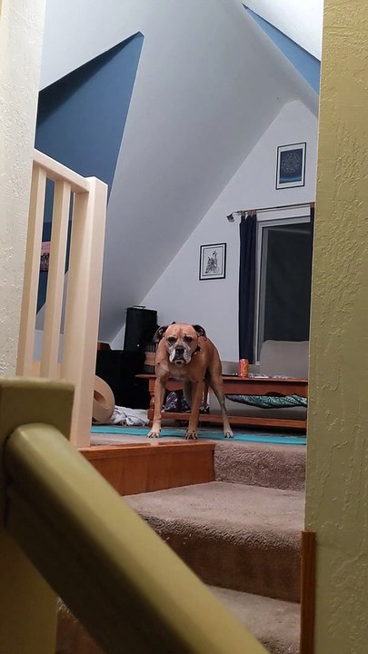 Bat Scares Homeowner While Dog is Oblivious