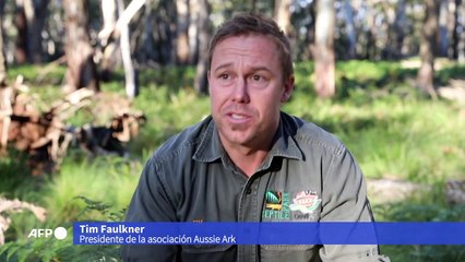 Los demonios de Tasmania vuelven a Australia continental 3.000 años después