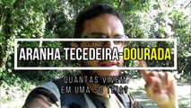 Aranhas tecedeira-dourada: quantas vivem em uma só teia? 