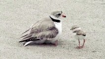 Mais combien de bébés sont cachés sous cet oiseau... Trop mignon