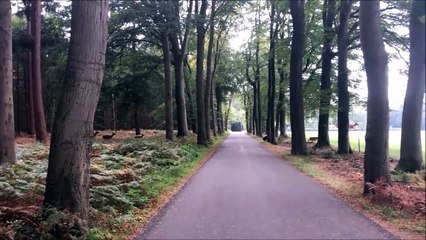 Cette pauvre biche se prend un arbre en pleine face