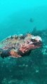 Godzilla görünümlü bu deniz iguanası dünyanın tek okyanus kertenkelesi.