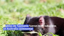 Demonios de Tasmania vuelven a Australia continental